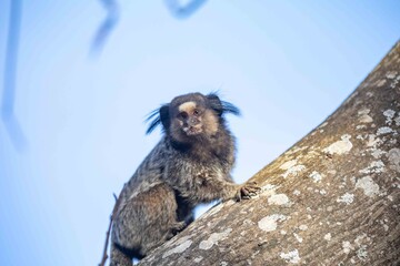 Small primate, the Brazilian marmoset, Callithrix penicillata, inhabits mainly areas of the Cerrado biome. Sagui
