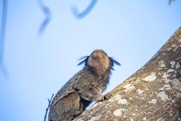 Small primate, the Brazilian marmoset, Callithrix penicillata, inhabits mainly areas of the Cerrado biome. Sagui