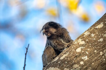 Small primate, the Brazilian marmoset, Callithrix penicillata, inhabits mainly areas of the Cerrado biome. Sagui