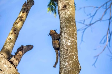 Small primate, the Brazilian marmoset, Callithrix penicillata, inhabits mainly areas of the Cerrado biome. Sagui