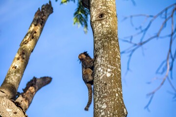 Small primate, the Brazilian marmoset, Callithrix penicillata, inhabits mainly areas of the Cerrado biome. Sagui