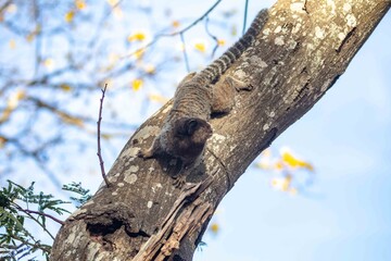 Small primate, the Brazilian marmoset, Callithrix penicillata, inhabits mainly areas of the Cerrado biome. Sagui