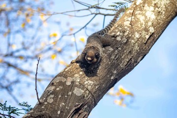 Small primate, the Brazilian marmoset, Callithrix penicillata, inhabits mainly areas of the Cerrado biome. Sagui