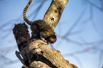 Small primate, the Brazilian marmoset, Callithrix penicillata, inhabits mainly areas of the Cerrado biome. Sagui