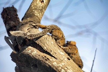 Small primate, the Brazilian marmoset, Callithrix penicillata, inhabits mainly areas of the Cerrado biome. Sagui