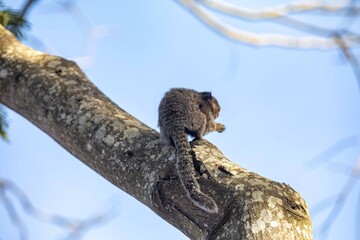 Small primate, the Brazilian marmoset, Callithrix penicillata, inhabits mainly areas of the Cerrado biome. Sagui