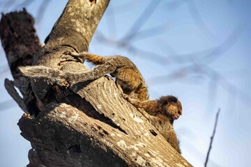 Small primate, the Brazilian marmoset, Callithrix penicillata, inhabits mainly areas of the Cerrado biome. Sagui