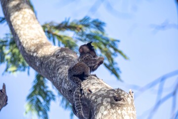 Small primate, the Brazilian marmoset, Callithrix penicillata, inhabits mainly areas of the Cerrado biome. Sagui