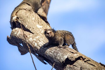 Small primate, the Brazilian marmoset, Callithrix penicillata, inhabits mainly areas of the Cerrado biome. Sagui