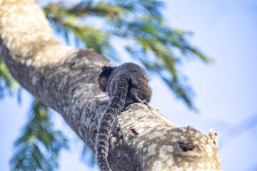 Small primate, the Brazilian marmoset, Callithrix penicillata, inhabits mainly areas of the Cerrado biome. Sagui