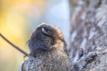 Small primate, the Brazilian marmoset, Callithrix penicillata, inhabits mainly areas of the Cerrado biome. Sagui