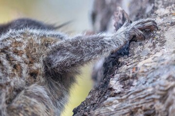 Small primate, the Brazilian marmoset, Callithrix penicillata, inhabits mainly areas of the Cerrado biome. Sagui