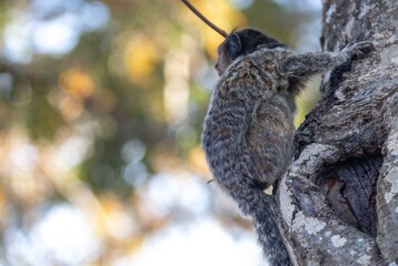 Small primate, the Brazilian marmoset, Callithrix penicillata, inhabits mainly areas of the Cerrado biome. Sagui
