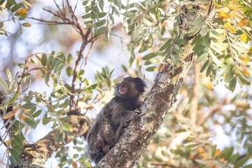Small primate, the Brazilian marmoset, Callithrix penicillata, inhabits mainly areas of the Cerrado biome. Sagui