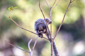 Small primate, the Brazilian marmoset, Callithrix penicillata, inhabits mainly areas of the Cerrado biome. Sagui