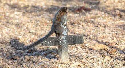 Small primate, the Brazilian marmoset, Callithrix penicillata, inhabits mainly areas of the Cerrado biome. Sagui