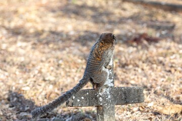 Small primate, the Brazilian marmoset, Callithrix penicillata, inhabits mainly areas of the Cerrado biome. Sagui