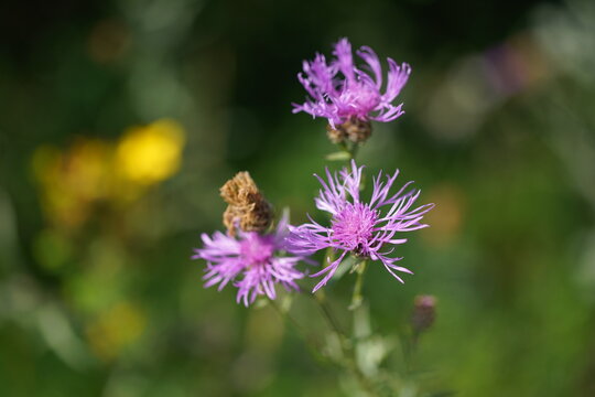 Flockenblume, Skabiose in voller Bl&uuml;te 