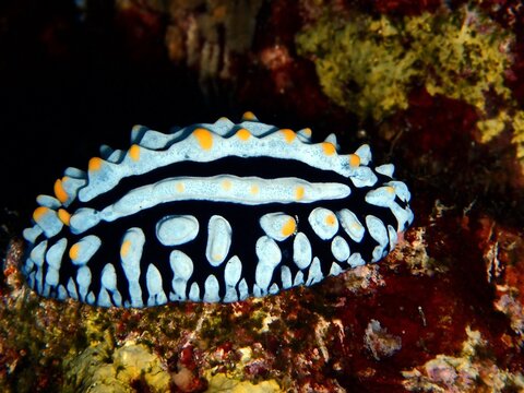 Variable Warzenschnecke