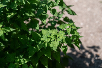 Fresh green leaves of the Isodon plant resembling nettle.

