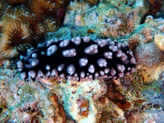 Pustelwarzenschnecke