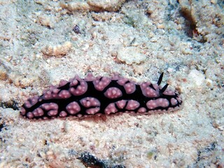 Pustelwarzenschnecke