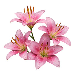 Fototapeta premium Stunning Pink Lilies: A Close-Up View