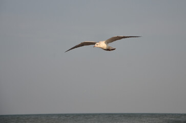 One wild seagull soar over the sea .Wild birds ,seagull, flight, seabirds ,fauna, wildlife protection.  