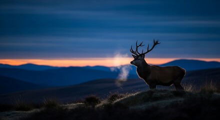 Obraz premium Majestic Stag Stands Silently on Hilltop as Sunrise Paints the Sky Orange and Blue