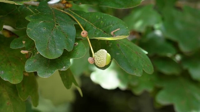 Green acorn with textured cap on oak tree branch against sunlit foliage background