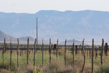 Obraz premium vineyard wooden fence in southwest 