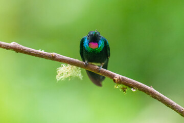Buff-tailed coronet  Dark hummingbird with fairly short straight bill. Male has bright purple throat patch and blue-green forecrown. Female has white throat.