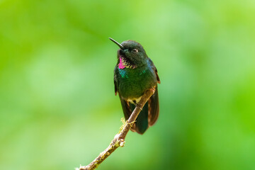 Buff-tailed coronet  Dark hummingbird with fairly short straight bill. Male has bright purple throat patch and blue-green forecrown. Female has white throat.