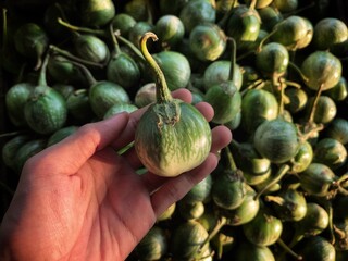 vegetables in the market