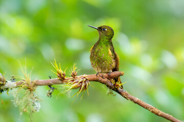Hummingbirds compete as they perch on a branch in Mindo Cloud Forest Reserve,Ecuador. The range of this bird is in wet mountain forests from Costa Rica to Ecuador.
