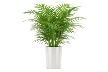 Lush green areca palm plant in a white pot isolated on transparent background