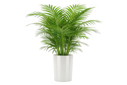 Lush green areca palm plant in a white pot isolated on transparent background