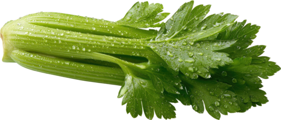 Fresh celery stalk with water droplets