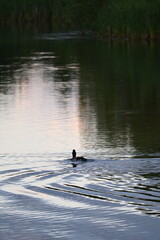 Ducks swimming on a pond in sunset