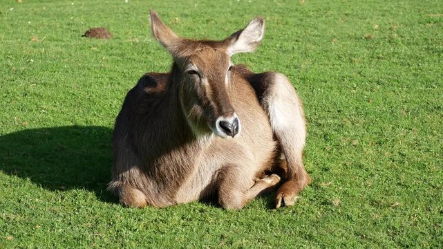 funny waterbuck sitting and resting on the grass,