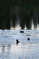 Ducks swimming on a pond in sunset