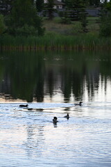 Ducks swimming on a pond in sunset
