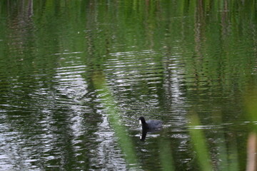Ducks swimming on a pond in sunset