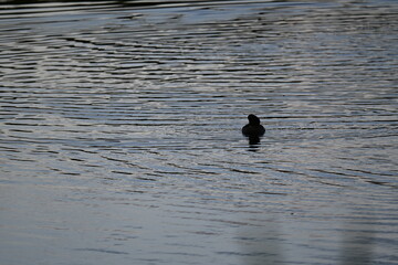 Ducks swimming on a pond in sunset