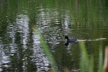 Ducks swimming on a pond in sunset