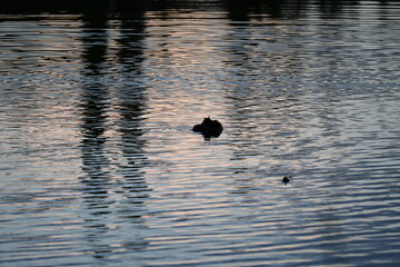 Ducks swimming on a pond in sunset