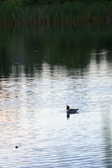 Ducks swimming on a pond in sunset