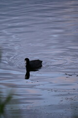Ducks swimming on a pond in sunset