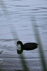 Ducks swimming on a pond in sunset