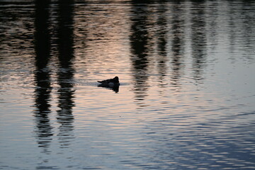 Ducks swimming on a pond in sunset